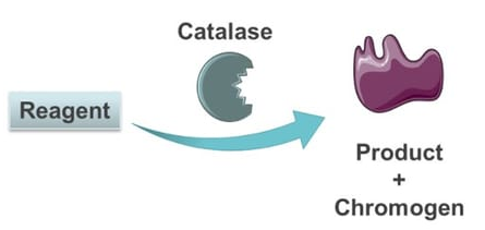 Catalase Activity Assay（过氧化氢酶活性测定试剂）