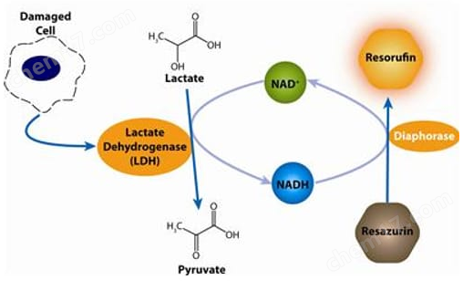 CytoScan™-fluoro Cytotoxicity Assay