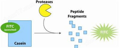 Fluoro™ Protease Assay(荧光蛋白酶分析试剂盒)