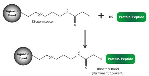 巯基偶联树脂（碘乙酰树脂）Sulfhydryl Coupling Resin (Iodoacetyl