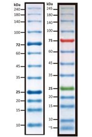 PAGEmark蛋白质标记（PAGEmark™ Protein Markers）