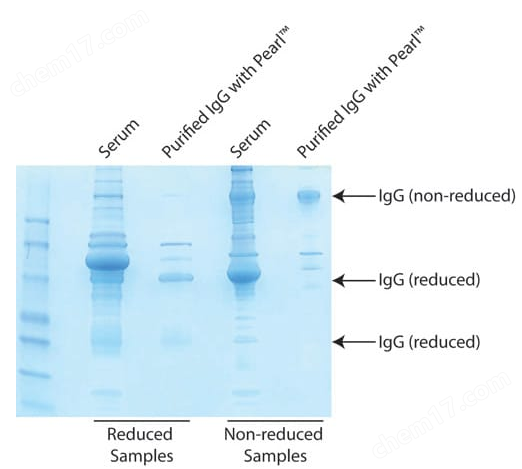 Pearl™ IgG Purification Resin(pearl IgG纯化树脂)