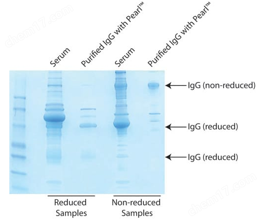 Pearl™ Antibody Clean-Up Kit(Pearl抗体清洁试剂盒)