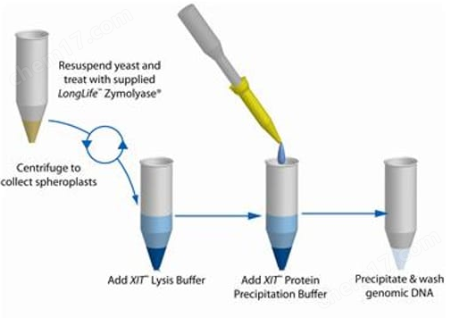 XIT™ Genomic DNA from Yeast（来自酵母的XIT基因组DNA）