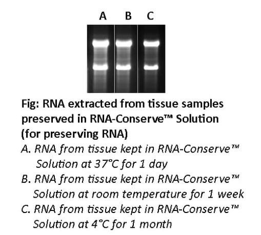 RNA-Conserve溶液（用于保存RNA）