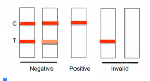 Tribo™ Ractopamine rapid detection test strip (20 strips/pack)