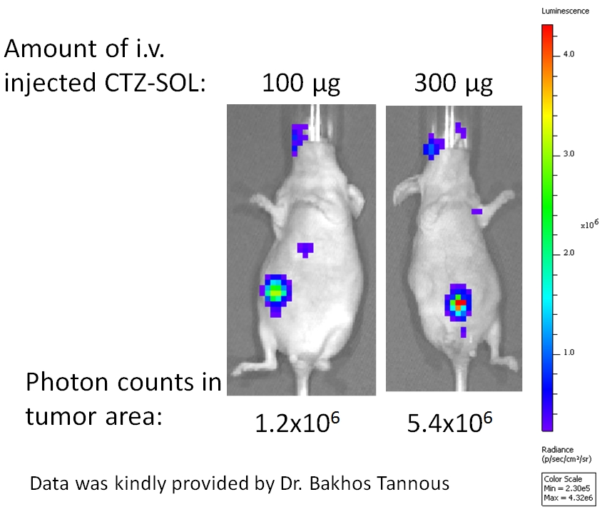 NanoLight：Coelenterazine-SOL (in vivo)